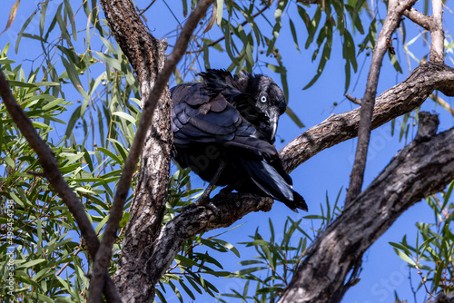 Torresian Crown in Queensland Australia photo