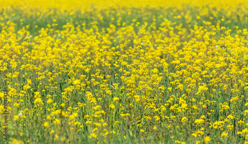 Blooming yellow rapeseed in a sunny day. Natural floral bright background. Spring landscape. Cultivation of agricultural fields of oilseed rape © Katvic