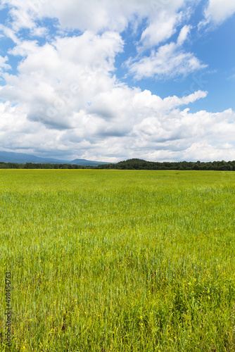 Beautiful summer landscape with a green agricultural field of grain oats on a sunny day. Natural rural vegetal background