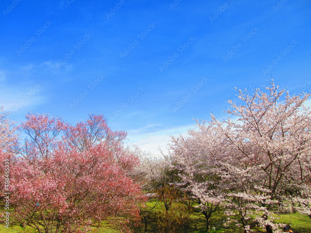 桜の花に囲まれて 桜の花に囲まれて