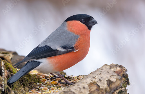 Winter shot of male Eurasian Bullfinch (Pyrrhula pyrrhula) perched on tree stump with clean winter background 