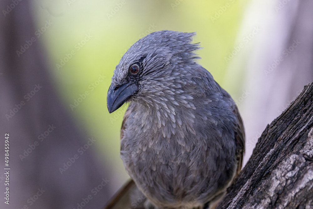Apostlebird in Queensland Australia Apostlebird in Queensland Australia