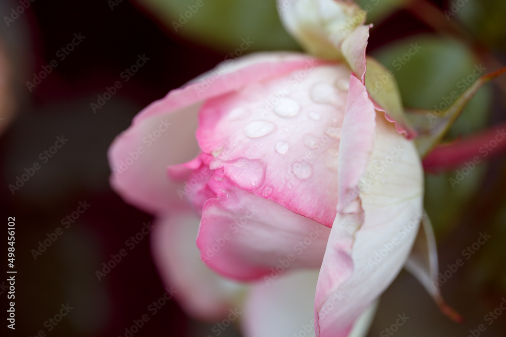 Fototapeta premium Rose flower macro. Pink rose flower close up. High quality natural background.