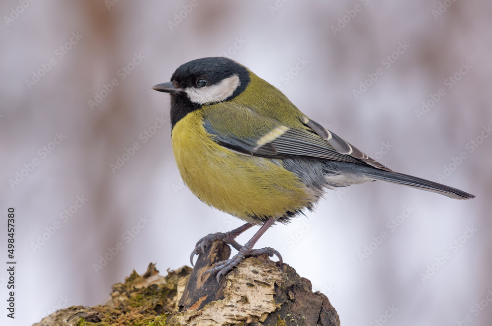 Mature Great tit (Parus major) perched on top of thick old branch in dull gray winter weather conditions Mature Great tit (Parus major) perched on top of thick old branch in dull gray winter weather conditions