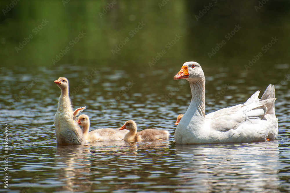 Goose with gosling on the shore river in the springtime. Goose with gosling on the shore river in the springtime.