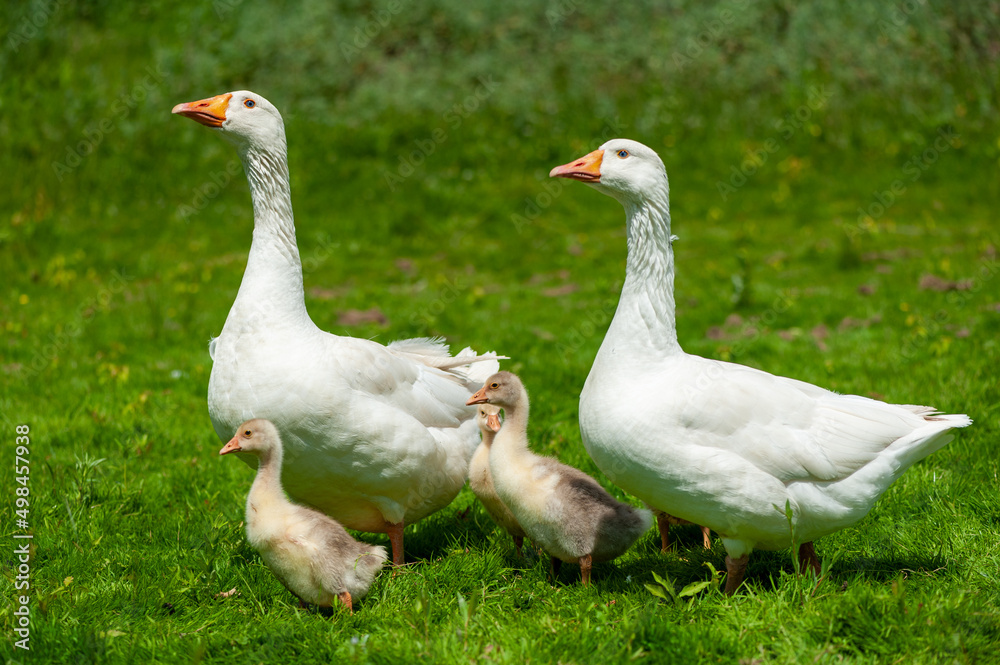 Goose with gosling on the shore river in the springtime. Goose with gosling on the shore river in the springtime.