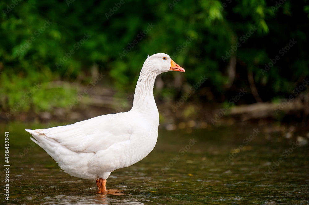 White goose in a river
