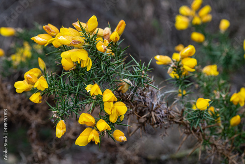 Ulex europaeus. Branch with yellow flowers of Gorse. photo