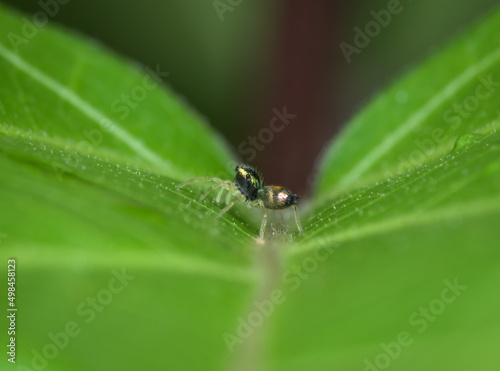 jumping spider juvenile on the leaf