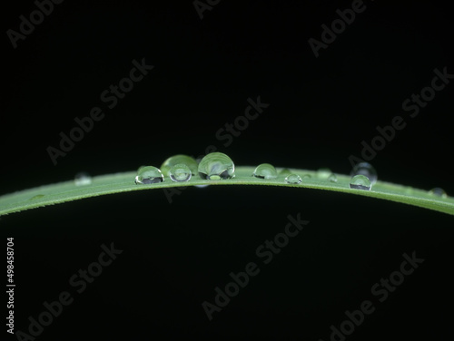 Beautiful dew drops on the grass with black background