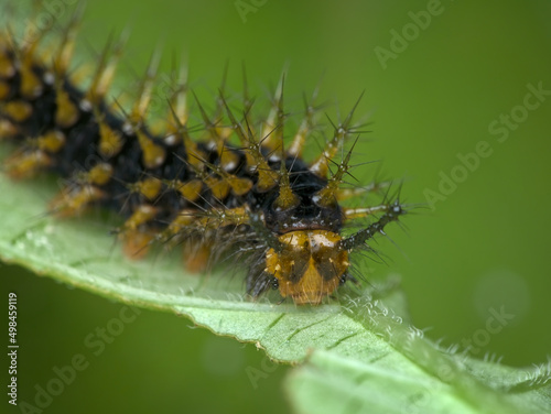 closeup face of caterpillar on the leaf © abdul