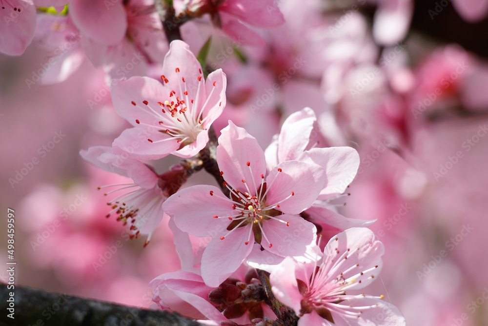 Obraz premium 桃の花 春イメージ