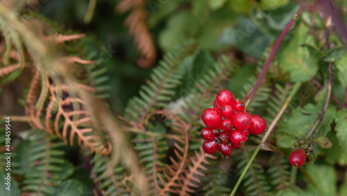 Berry, red forest fruit