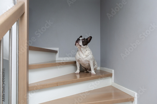 Fotografia Black and white French Bulldog sitting on the stairs in the house