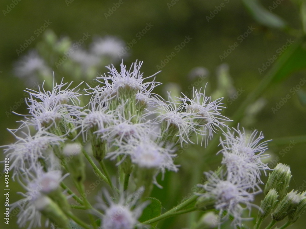 flowers in the meadow flowers in the meadow