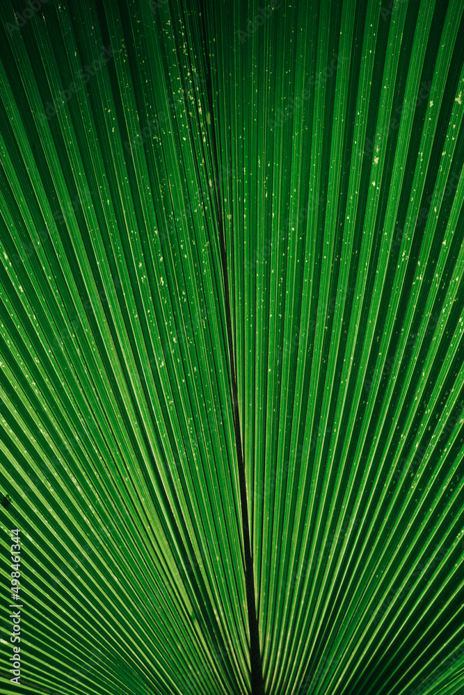 Obraz premium Close up palm leaf