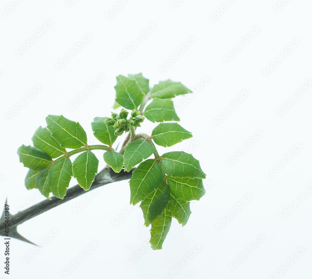 山椒の葉 新芽 山椒の葉 新芽