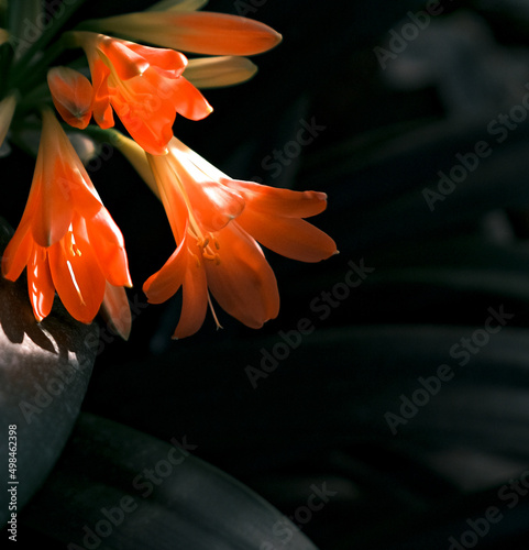 Red flowers of clivia miniata on black beckground