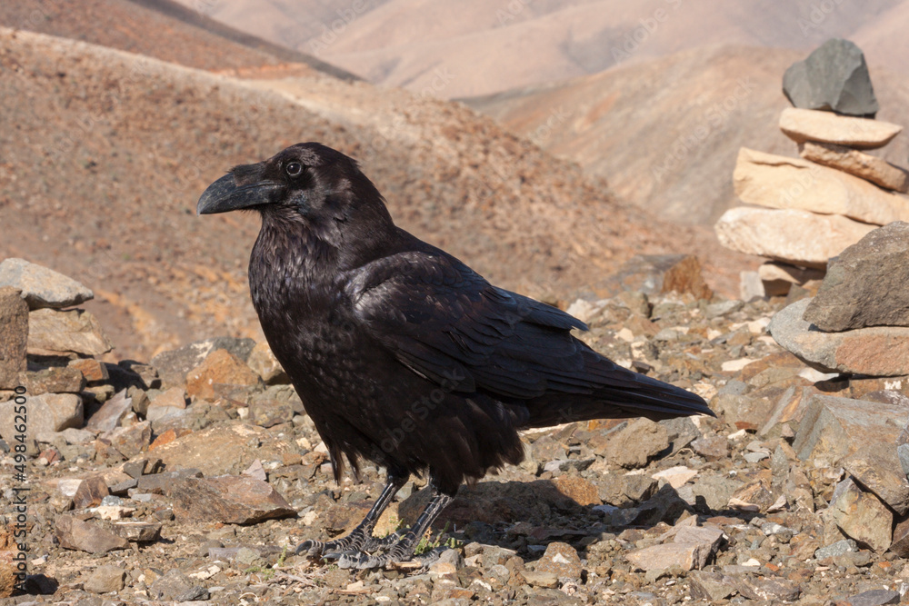 Obraz premium Common raven
