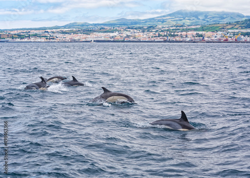 Striped Dolphins near Ponta Delgada, Sao Miguel, Azores © eyewave