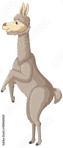 An alpaca on white background