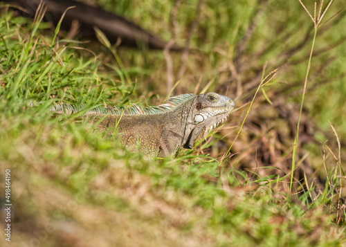 Iguana at Guadeloupe © eyewave