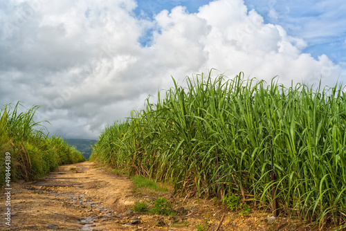 Dirt road through sugar cane plantation at Guadeloupe