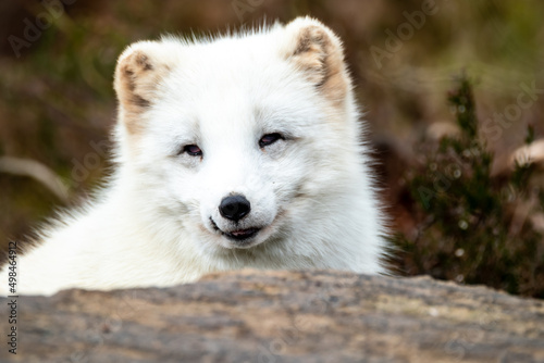 White arctic fox resting in the wilderness