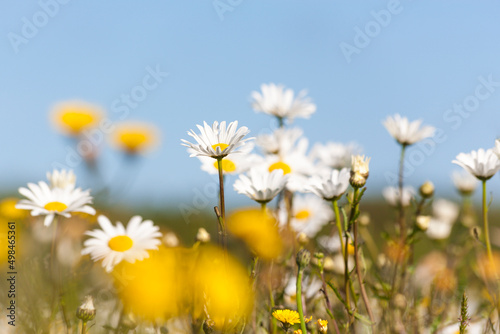 Daisy and Dandelion flowers on a medaow closeup