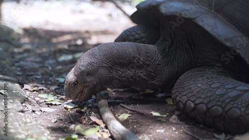 Giant tortoise trying to eat plant leaf from rainforest ground.