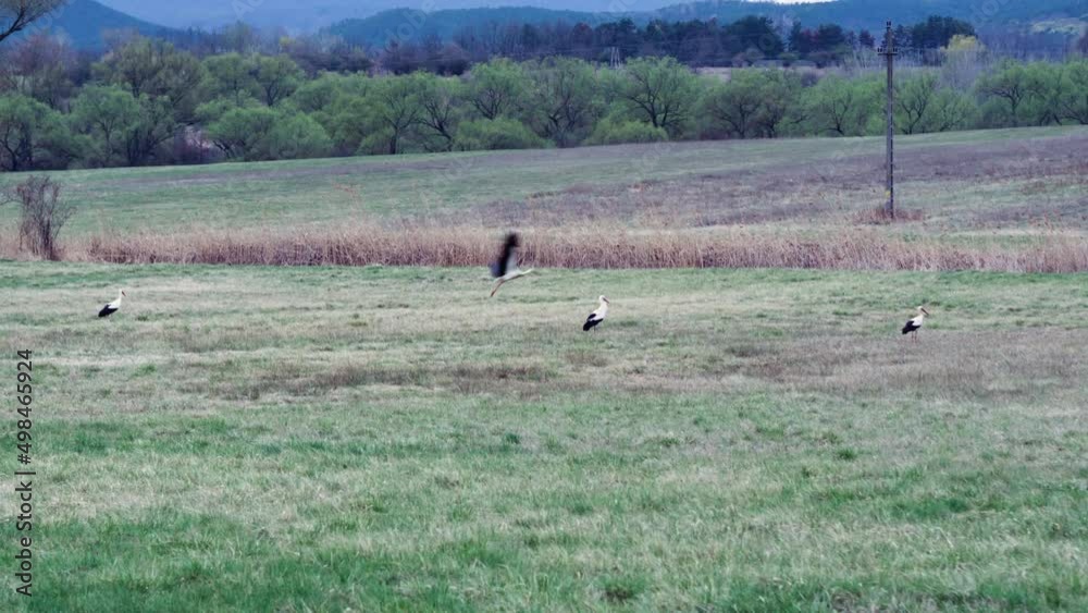 Storks on the field hunting searching for food, then flying off in 4k (uhd) Storks on the field hunting searching for food, then flying off in 4k (uhd)