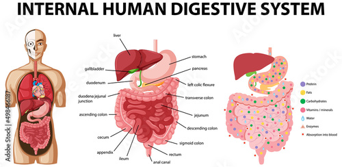 Diagram showing internal human digestive system photo