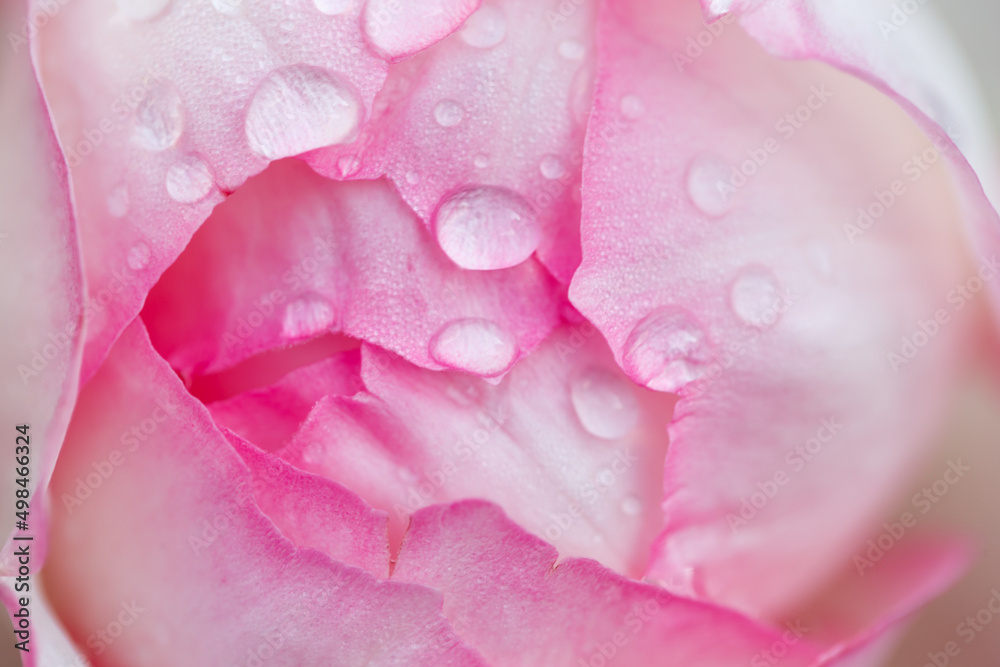 Rose flower macro. Pink rose flower close up. High quality natural background. Rose flower macro. Pink rose flower close up. High quality natural background.