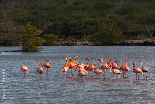 Flock of Flamingos at Jan Kok Bay, Curaçao