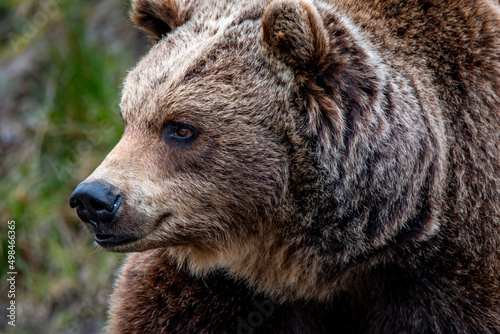 Close up big brown bear in spring forest