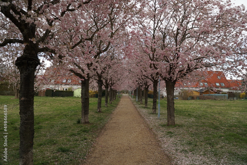 blooming sakura trees along the walking path