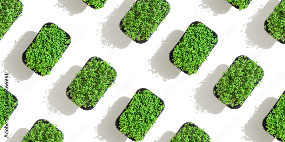 Radish and Arugula microgreens as pattern, sprouting microgreens in box. Vegan and healthy food concept. Sprouted seeds, micro greens, growing sprouts isolated on white background, wide banner Radish and Arugula microgreens as pattern, sprouting microgreens in box. Vegan and healthy food concept. Sprouted seeds, micro greens, growing sprouts isolated on white background, wide banner