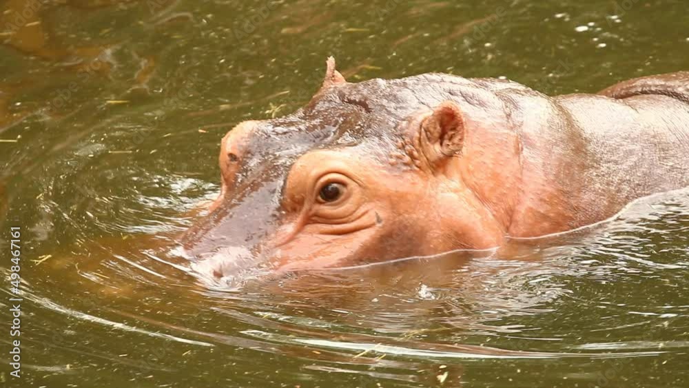 Close up hippopotamus is swimming in pool , Chiangmai Thailand Close up hippopotamus is swimming in pool , Chiangmai Thailand