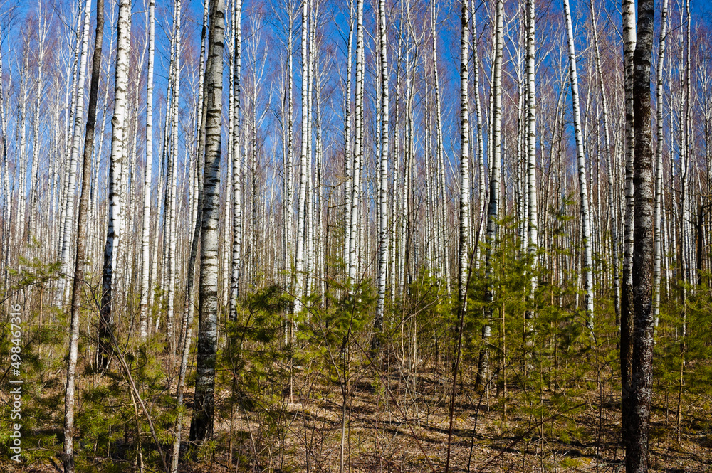 forest landscape, in the photo birch forest in spring against the blue sky