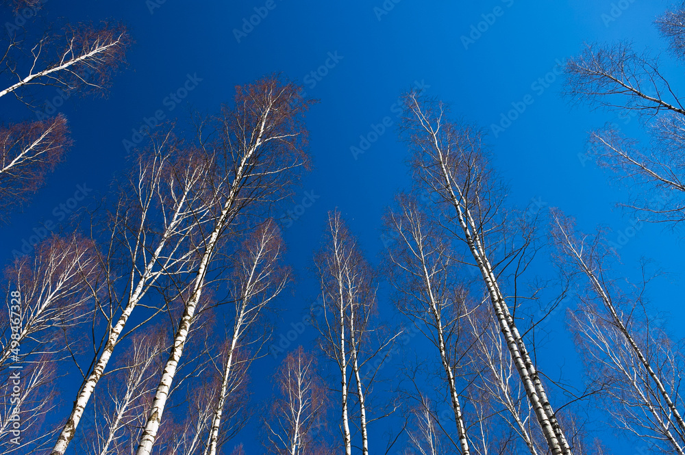 forest background, in the photo birch forest in spring against a blue sky, bottom view forest background, in the photo birch forest in spring against a blue sky, bottom view