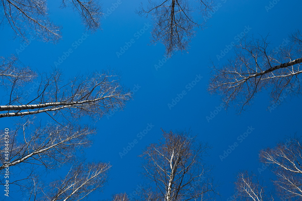 Obraz premium forest background, in the photo birch forest in spring against a blue sky, bottom view