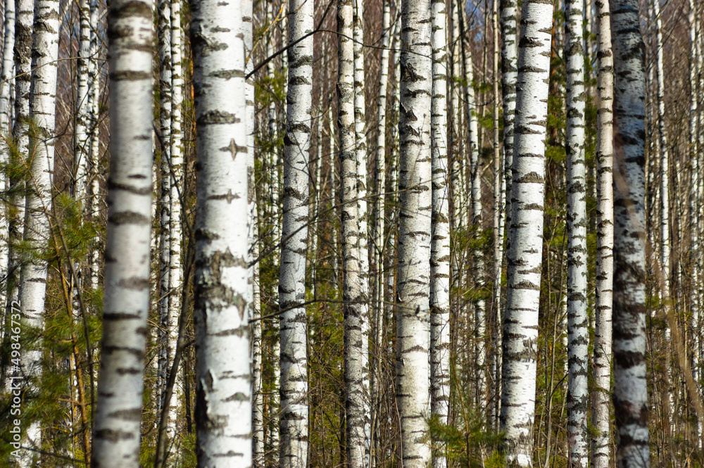 Fototapeta premium forest background, in the photo a birch forest in spring against a blue sky background