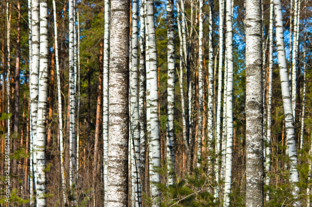 forest background, in the photo a birch forest in spring against a blue sky background forest background, in the photo a birch forest in spring against a blue sky background