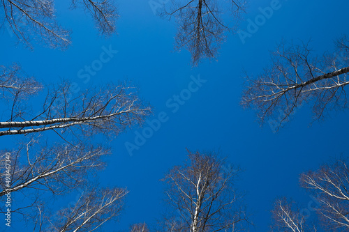 Fototapeta Naklejka Na Ścianę i Meble -  forest background, in the photo birch forest in spring against a blue sky, bottom view