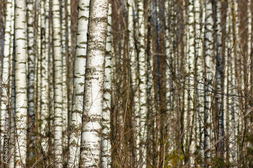 forest background, in the photo a birch forest in spring against a blue sky background