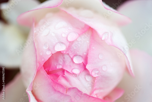 Wallpaper Mural Rose flower macro. Pink rose flower close up. High quality natural background. Torontodigital.ca