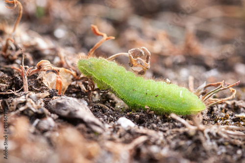 Common blue butterfly caterpillar on the ground - Polyommatus icarus