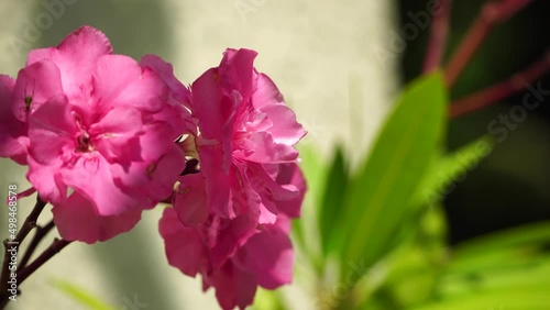 Oleander a species of Dogbane, Rose bay, it's botanical name is Nerium oleander. The garden with blooming plant oleander. Close up soft pink sweet oleander flower. photo