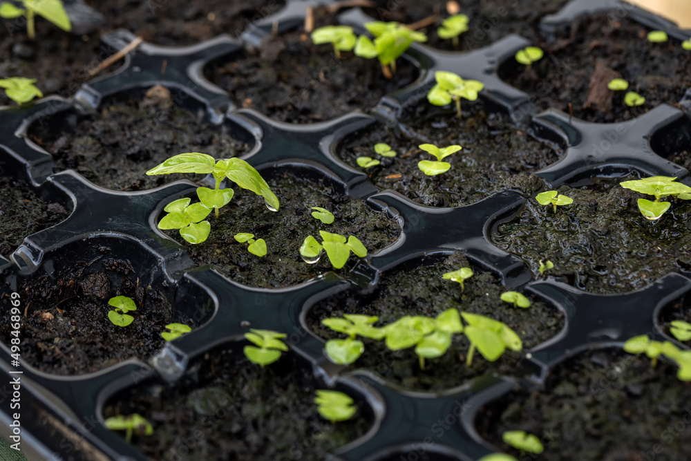 Close-up sprout of basil plants in tray hole to plant the seeds. Home gardening for planting organic vegetable. Close-up sprout of basil plants in tray hole to plant the seeds. Home gardening for planting organic vegetable.