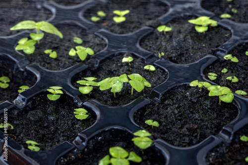 Wallpaper Mural Close-up sprout of basil plants in tray hole to plant the seeds. Home gardening for planting organic vegetable. Torontodigital.ca